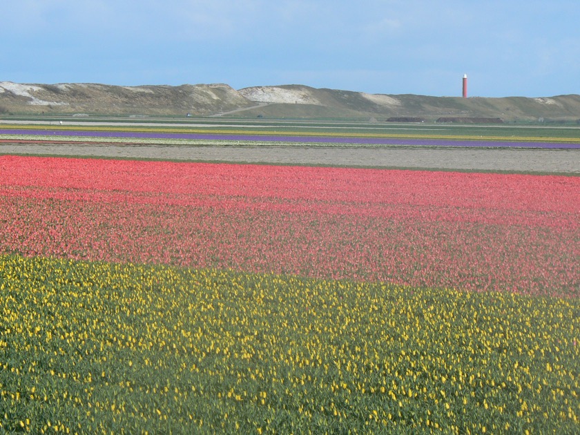 Tulpenfelder im Frühjahr